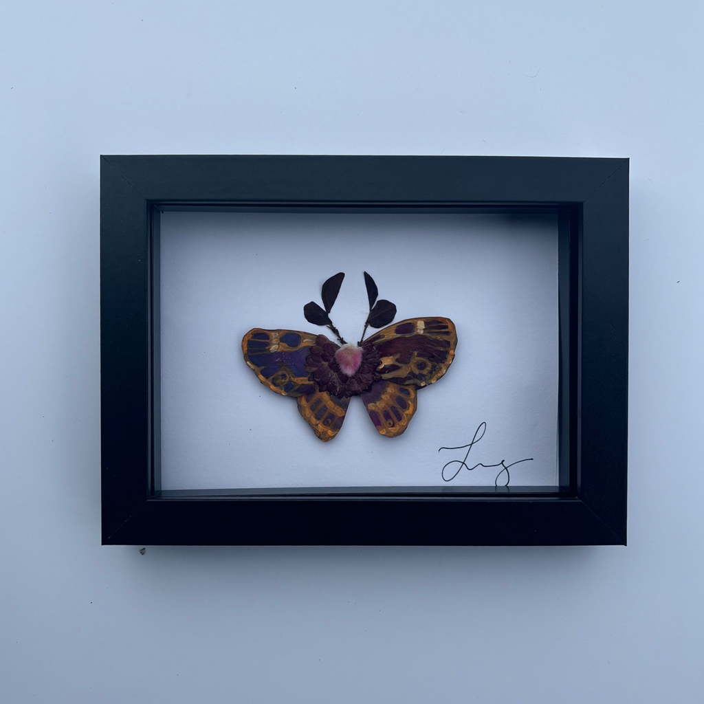 Papilio ix