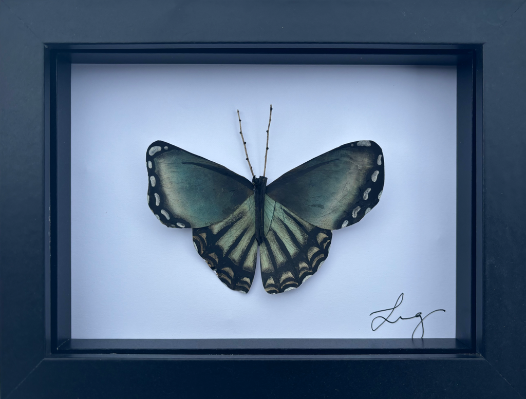 Papilio xv