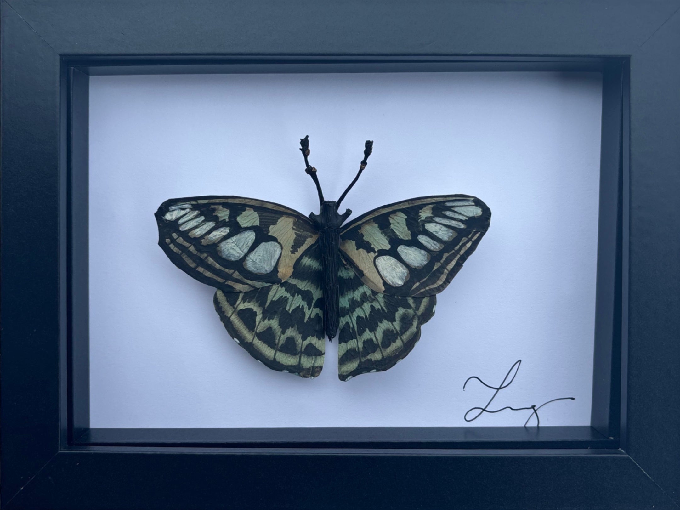 Papilio xi