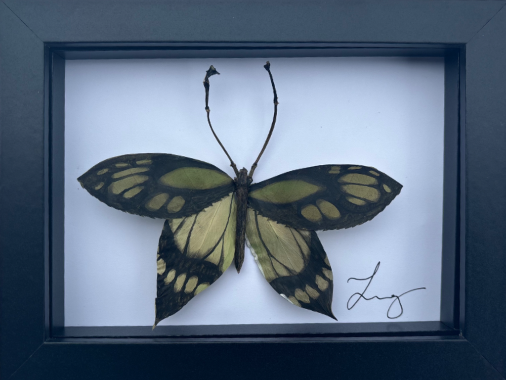 Papilio vii