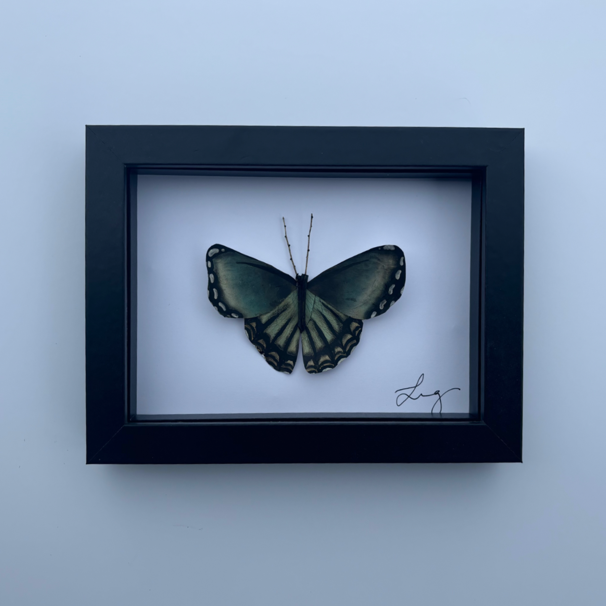 Papilio xv